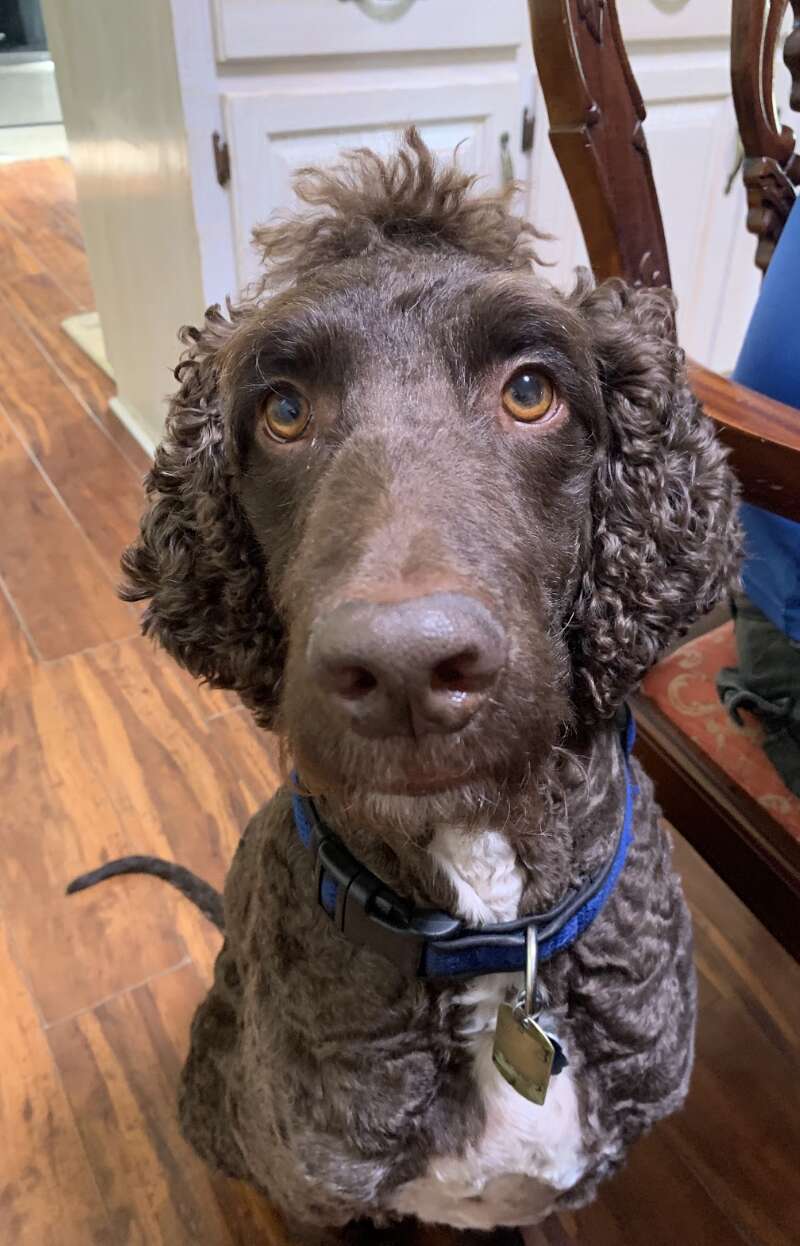 Dog shows off his new haircut