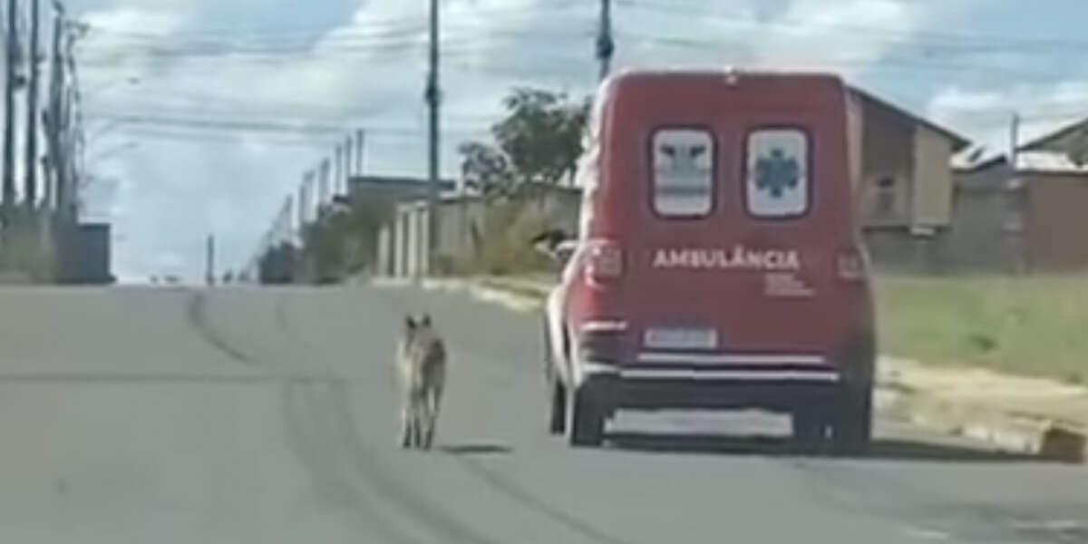 Faithful Dog Refuses To Leave Side Of Friend Being Taken To The ...