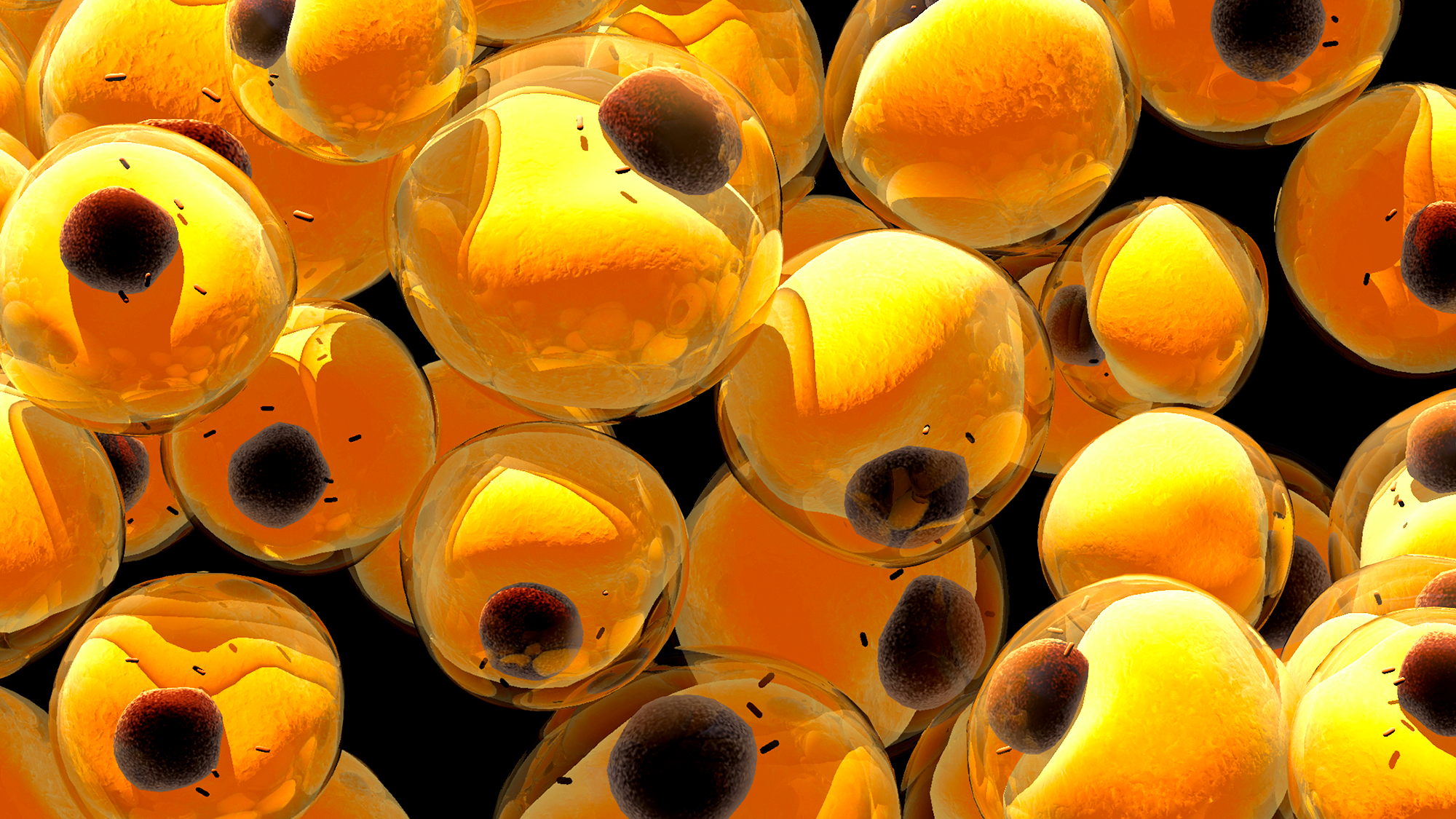 How Does Fat Give Us an Evolutionary Advantage?