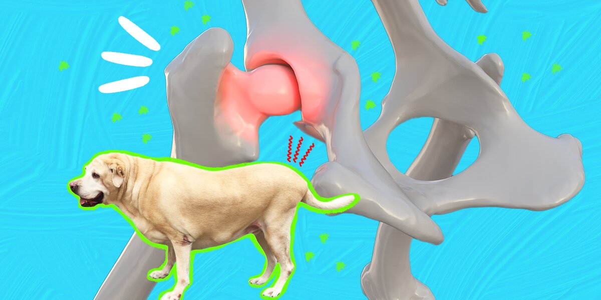 Hip Dysplasia In Dogs Here s What To Know DodoWell The Dodo