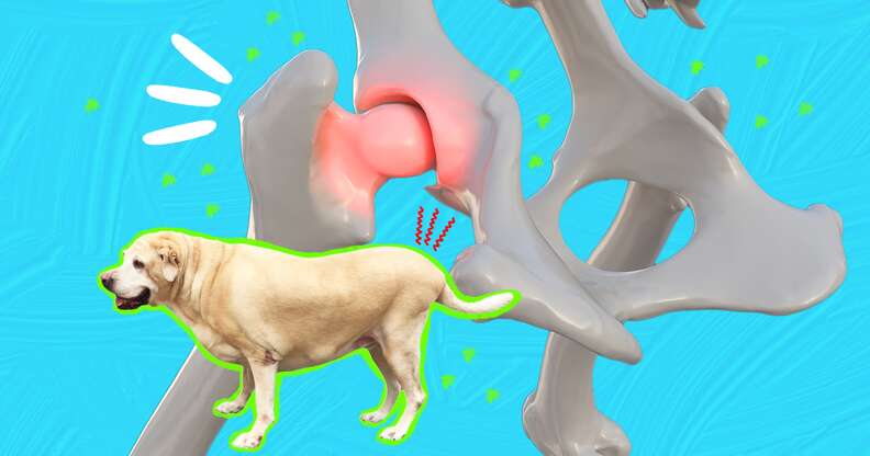 Physical therapy for clearance hip dysplasia in dogs