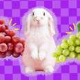 rabbit surrounded by grapes