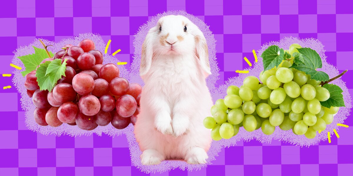 Can Rabbits Eat Grapes? And What Amount Is Safe? - DodoWell - The Dodo