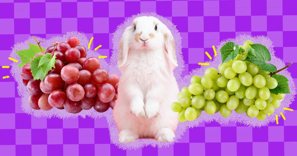 Can Rabbits Eat Grapes And What Amount Is Safe DodoWell The Dodo