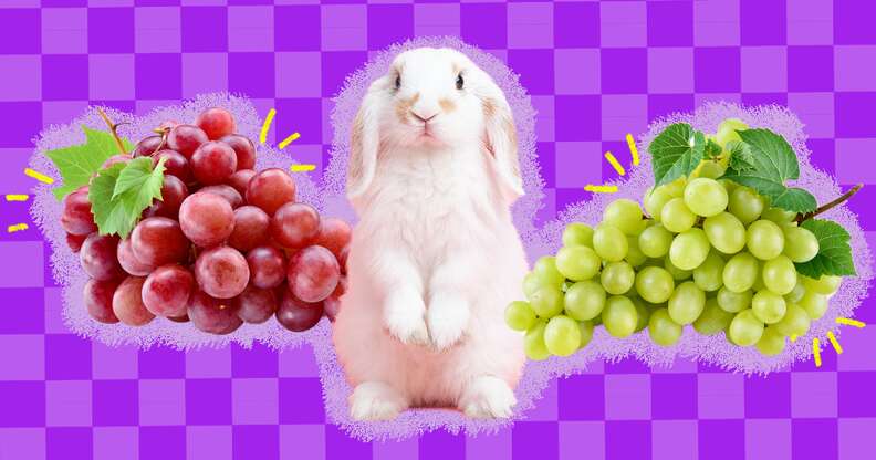 Can Rabbits Eat Grape Vine Leaves: Safe Treat or Risk?