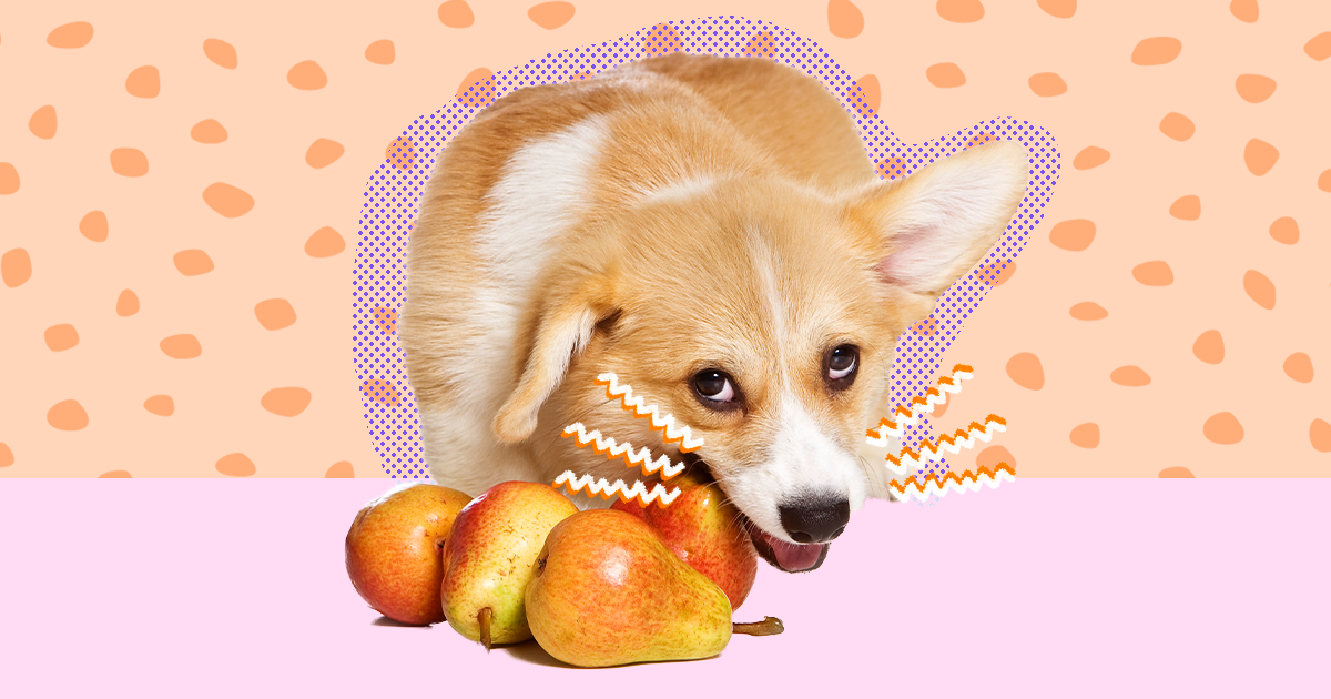 Are pears safe for dogs sale