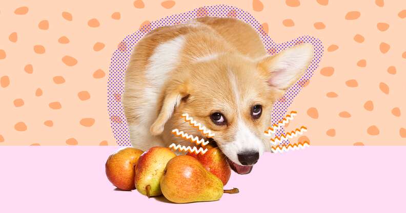 Pears top for dogs