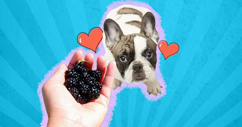 person holding out handful of blackberries to dog