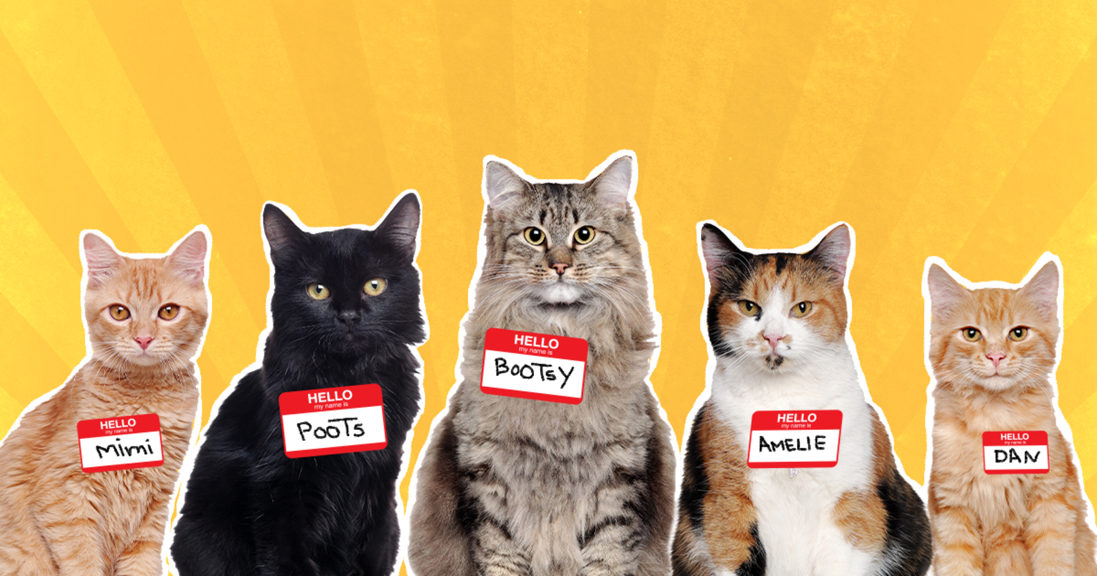 60+ Cool Cat Names For Every Personality DodoWell The Dodo