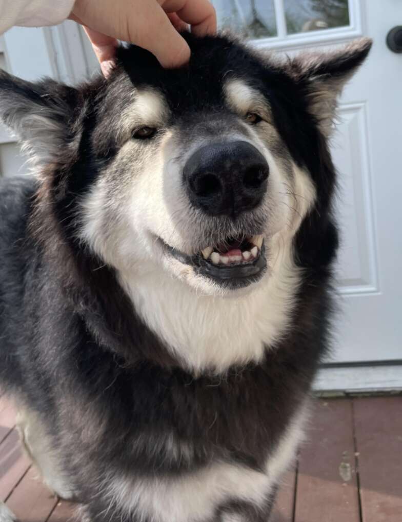 Dog smiles for the camera