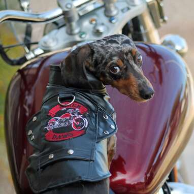 Best for badass dog moms: Biker Dawg Motorcycle Dog Jacket by Doggie Design - Black