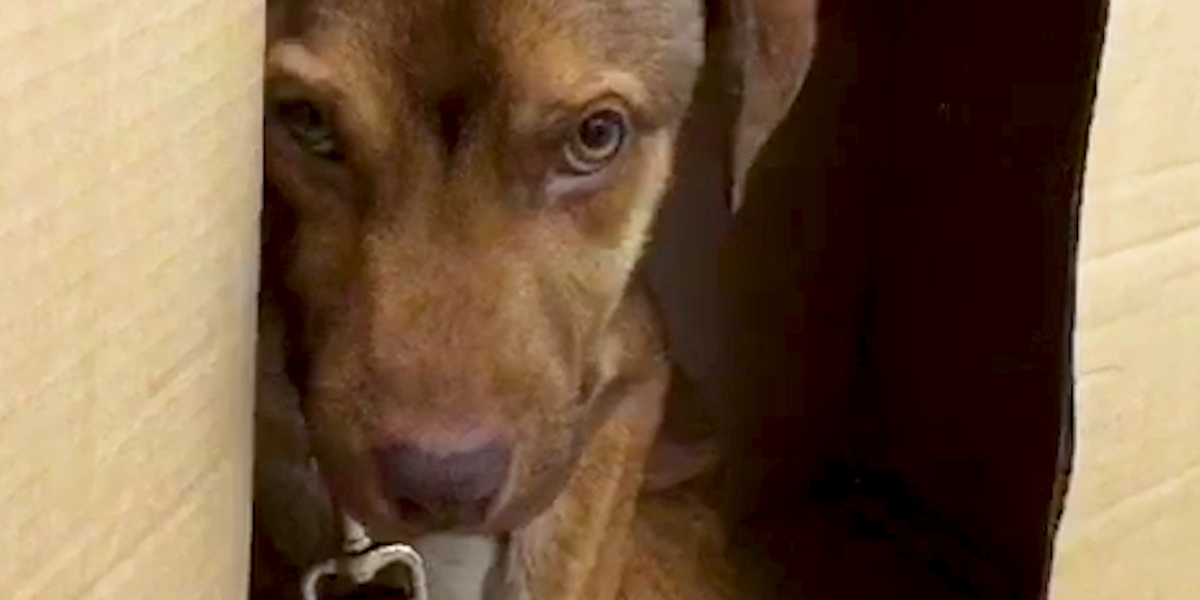 Scared Dog Who Wouldn't Leave His Cardboard Box Finally Realizes He's ...