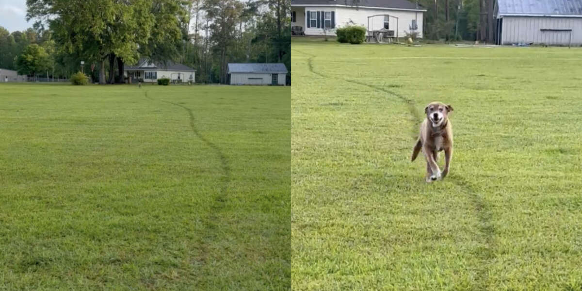 Dog Runs Same Path So Often He Leaves A Trail - The Dodo