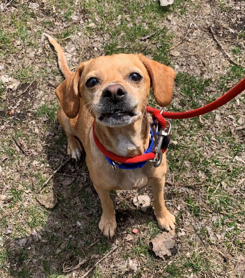 Woman Spots A Dog Tied To A Hydrant With Backpack Full Of All Her Favorite Things