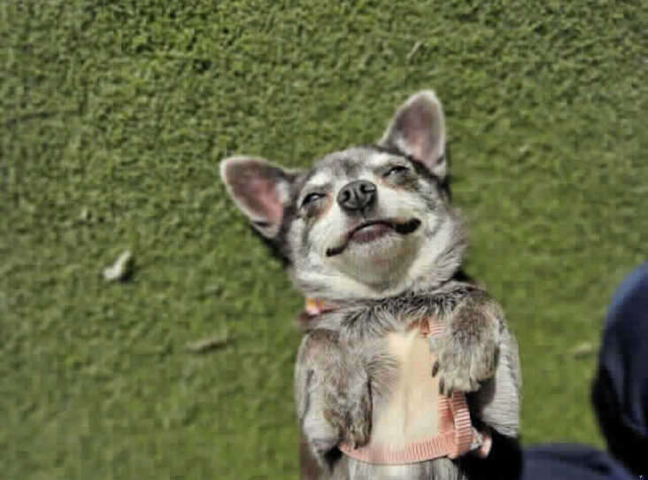Chihuahua