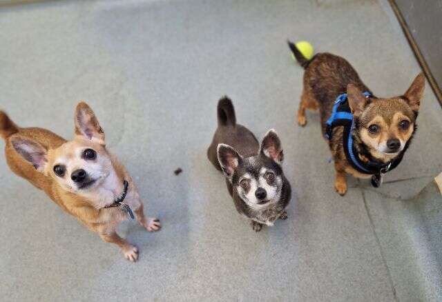 The Chihuahua trio looking for a home
