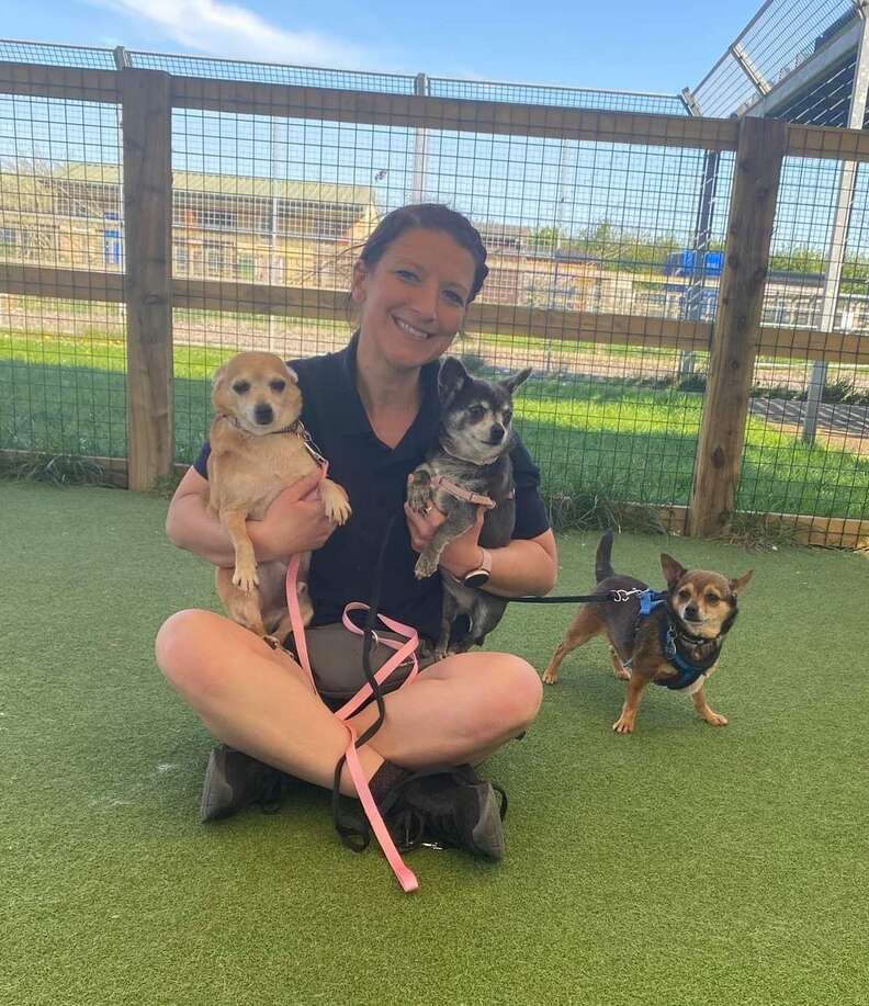 Chihuahua best friends