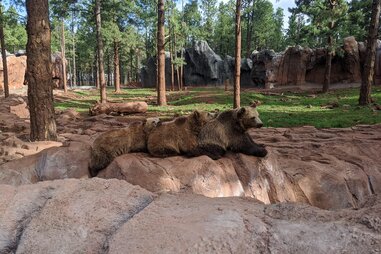Grizzly bears lounging in a wildlife preserve