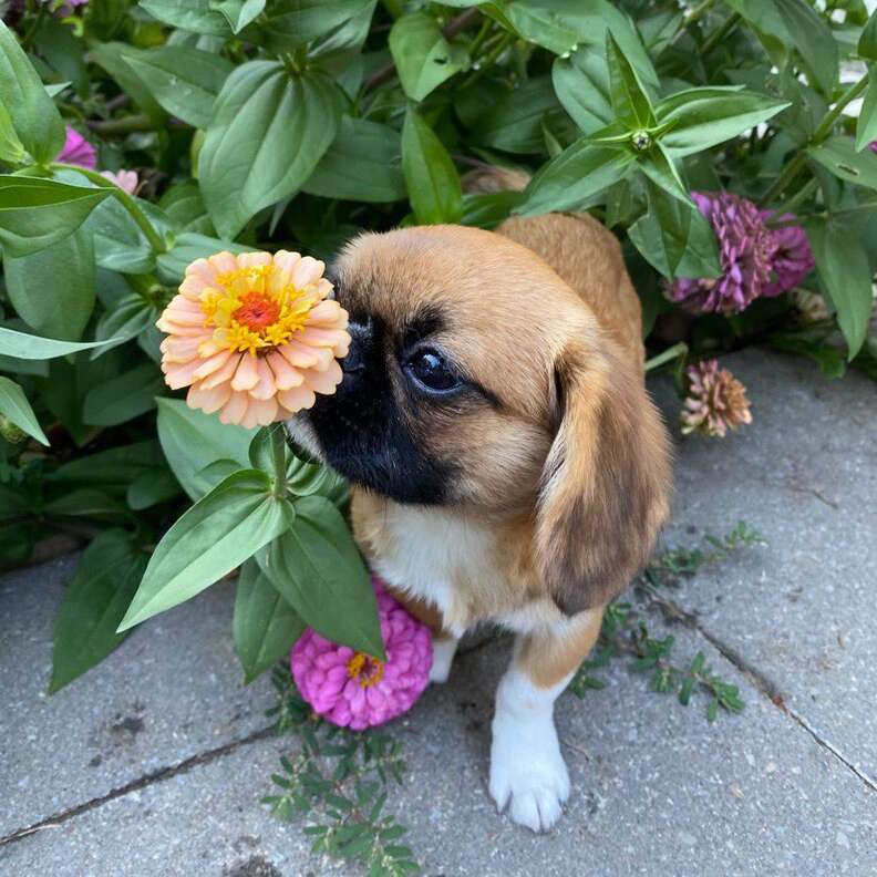 Dog loves to smell the flowers