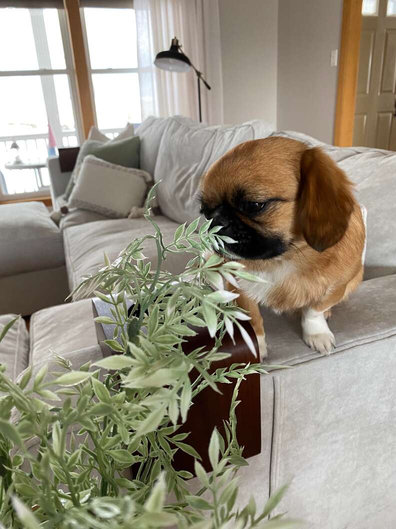 Illustration de l'article : Un petit chien consacre son odorat à sa passion pour les fleurs