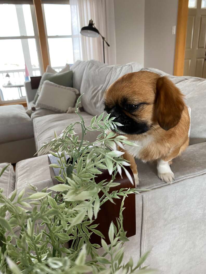 Little Dog Insists On Stopping To Smell Every Flower He Sees - The Dodo