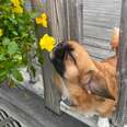 Little Dog Insists On Stopping To Smell Every Flower He Sees
