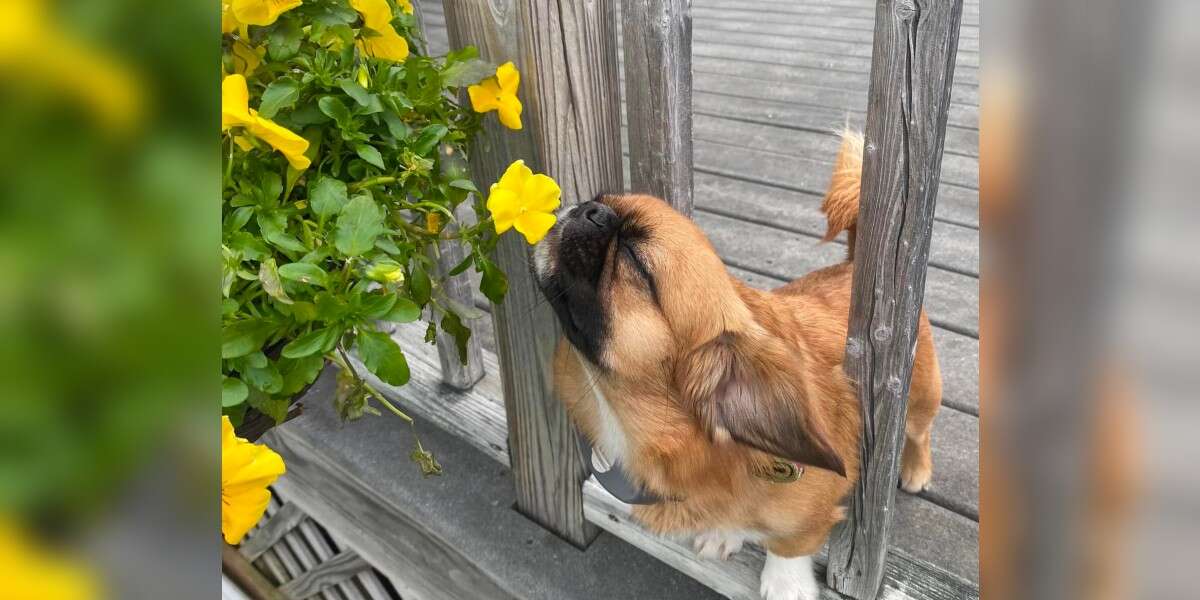 Little Dog Insists On Stopping To Smell Every Flower He Sees - The 
