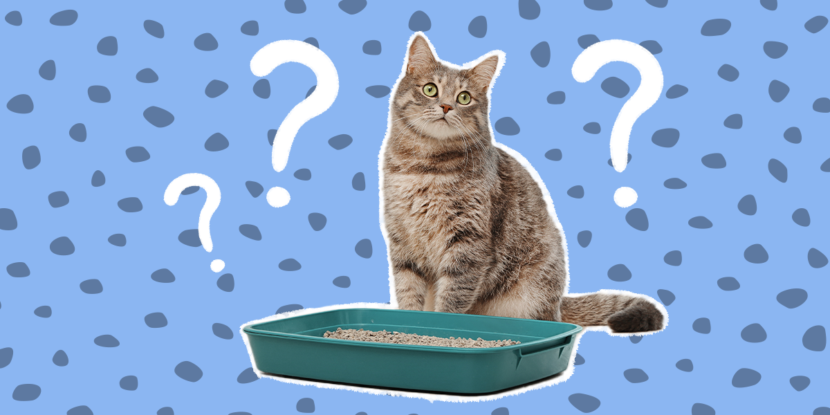 Where To Put The Litter Box DodoWell The Dodo