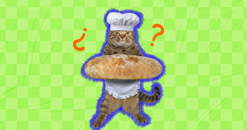 Can my hotsell cat eat bread