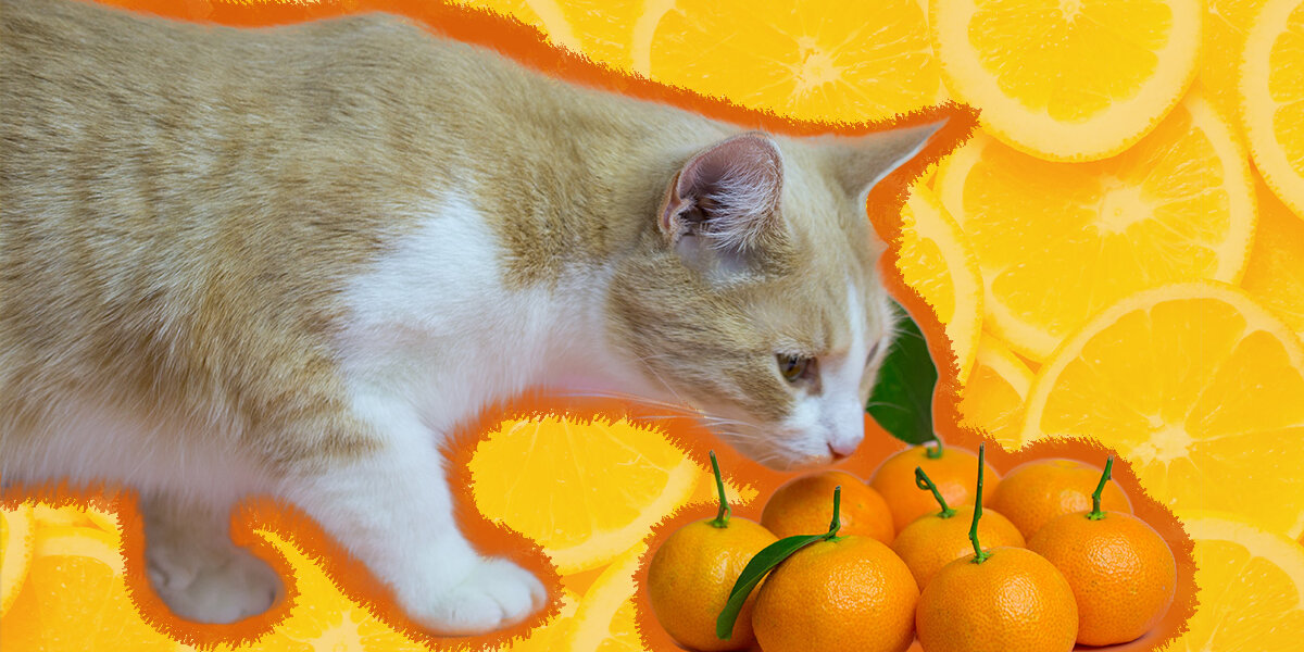 Can Cats Eat Oranges Here s What A Vet Said DodoWell The Dodo