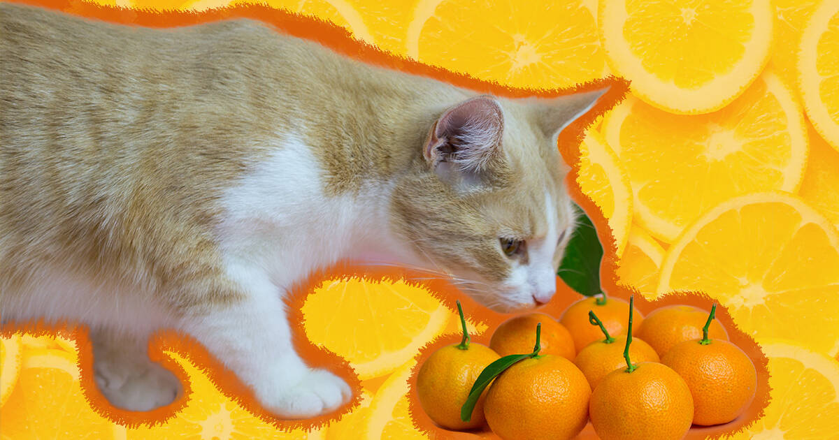 Citrus smell and clearance cats