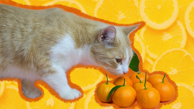 Orange peel for cats best sale