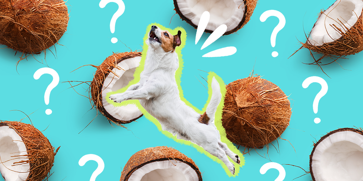 Can Dogs Eat Coconut? And What Amount Is Safe? DodoWell The Dodo