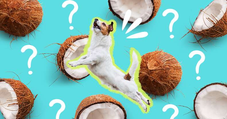dog jumping with coconuts