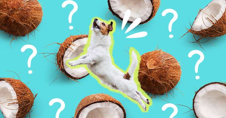 can dogs eat coconut?