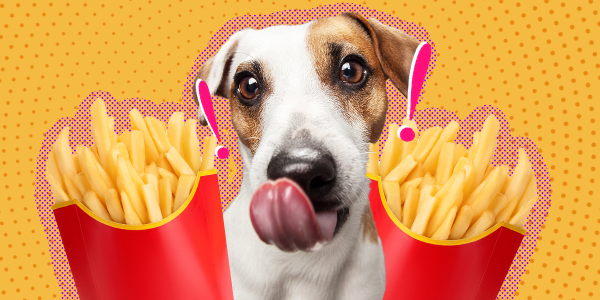 can dogs have hot fries