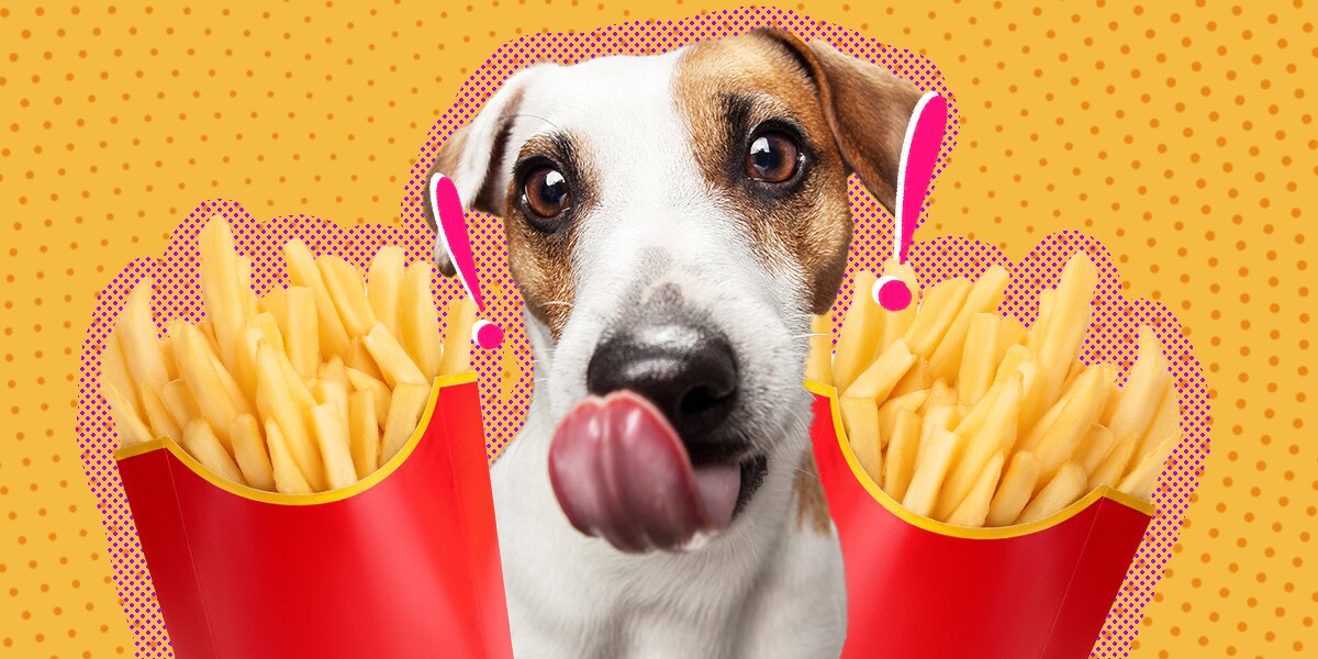 Can dogs top eat fried potatoes