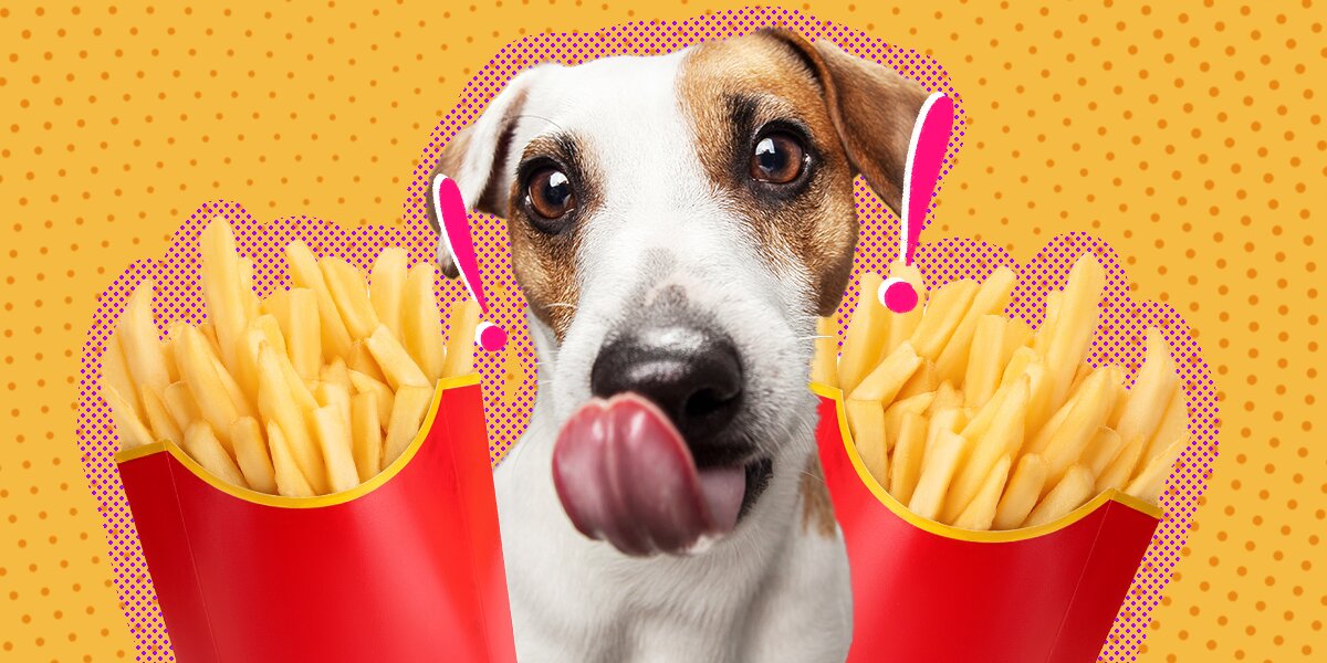 Can dogs shop eat fried potatoes