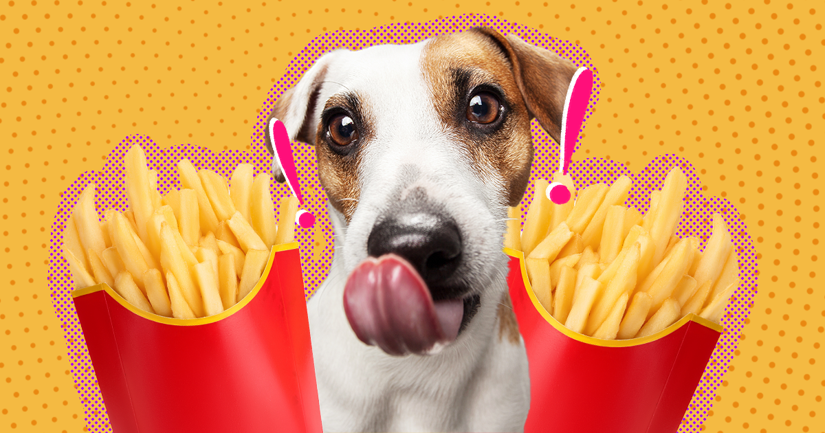 can dogs eat junk food