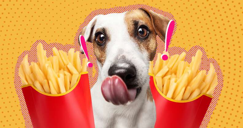 dog licking lips with french fries