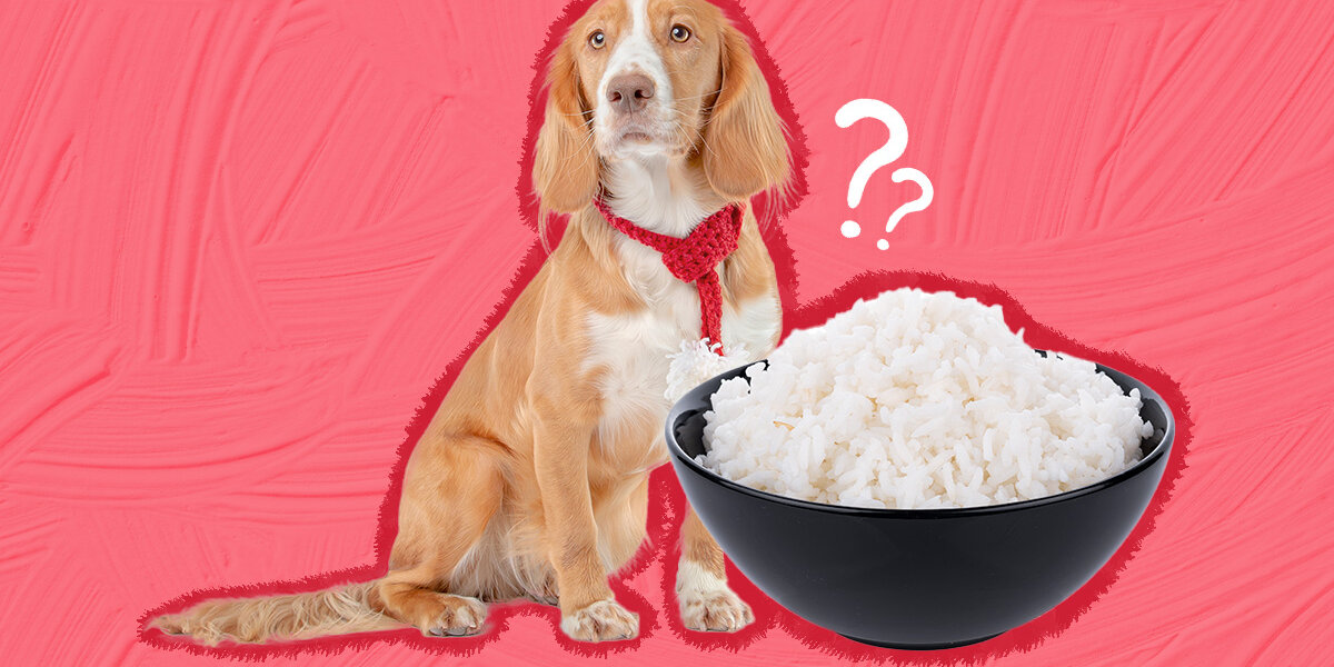 Rice for dogs upset tummy hotsell