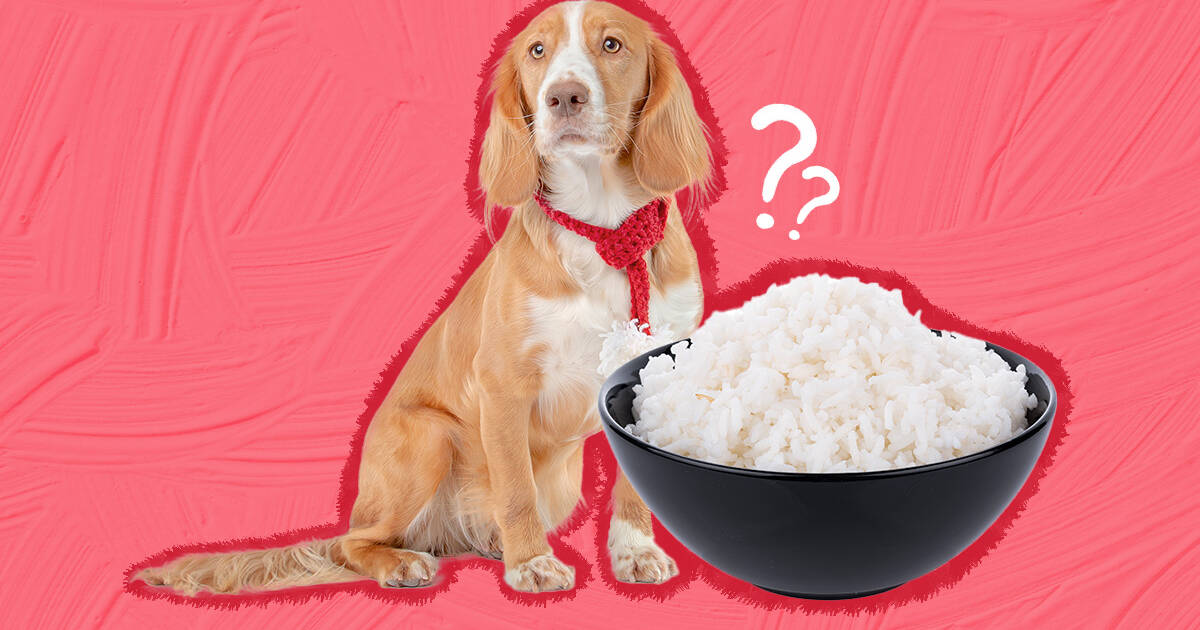 how much white rice should i give my dog