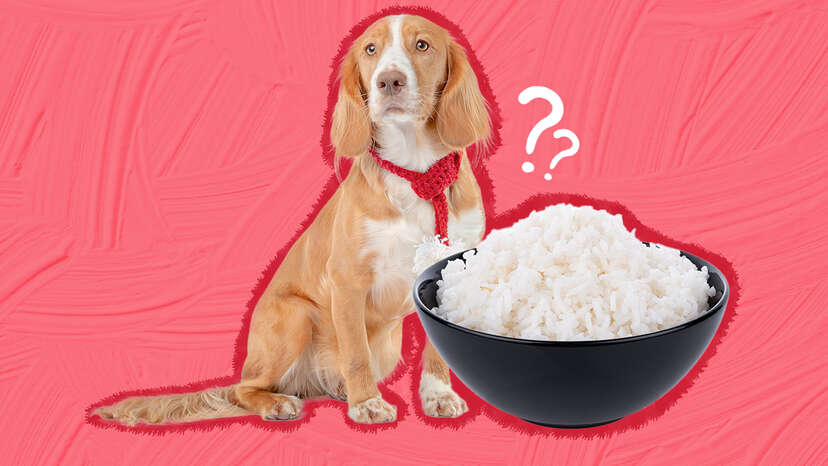 can I feed my golden retriever rice?