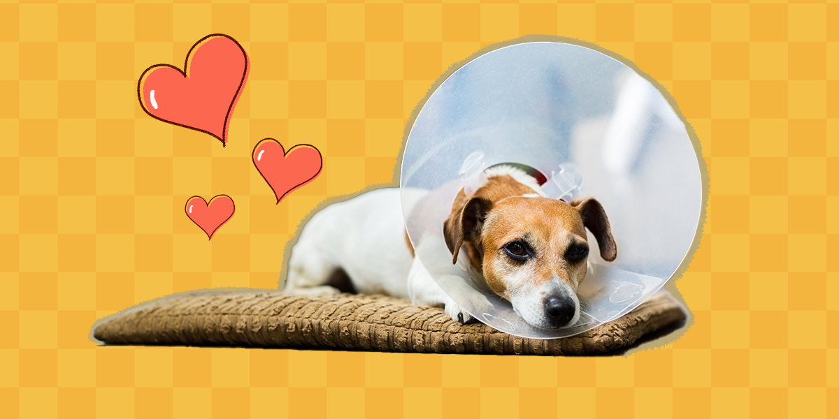 Help Your Dog After Surgery With These Post-Op Tips From A Vet