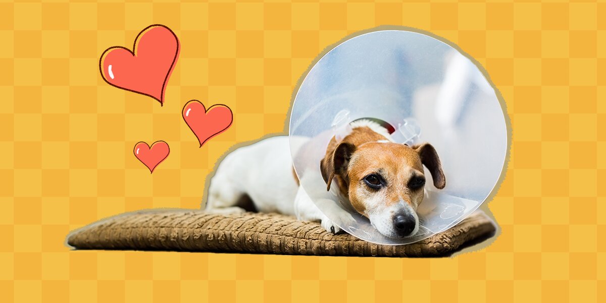 Help Your Dog After Surgery With These Post Op Tips From A Vet