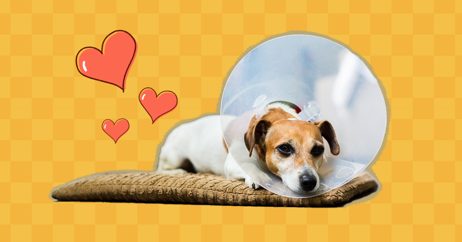 Help Your Dog After Surgery With These PostOp Tips From A Vet DodoWell The Dodo