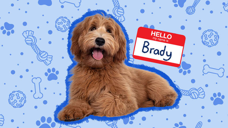 Dog Names 500 Names For Every Personality And Breed DodoWell