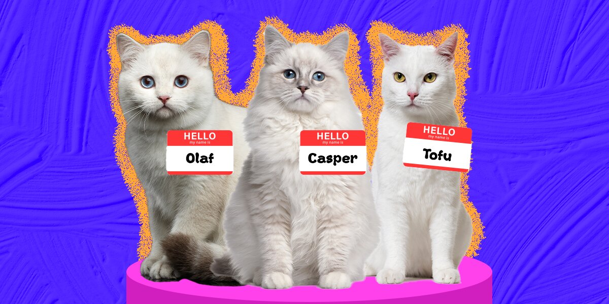 120+ White Cat Names For Your Snow-Colored BFF - DodoWell - The Dodo