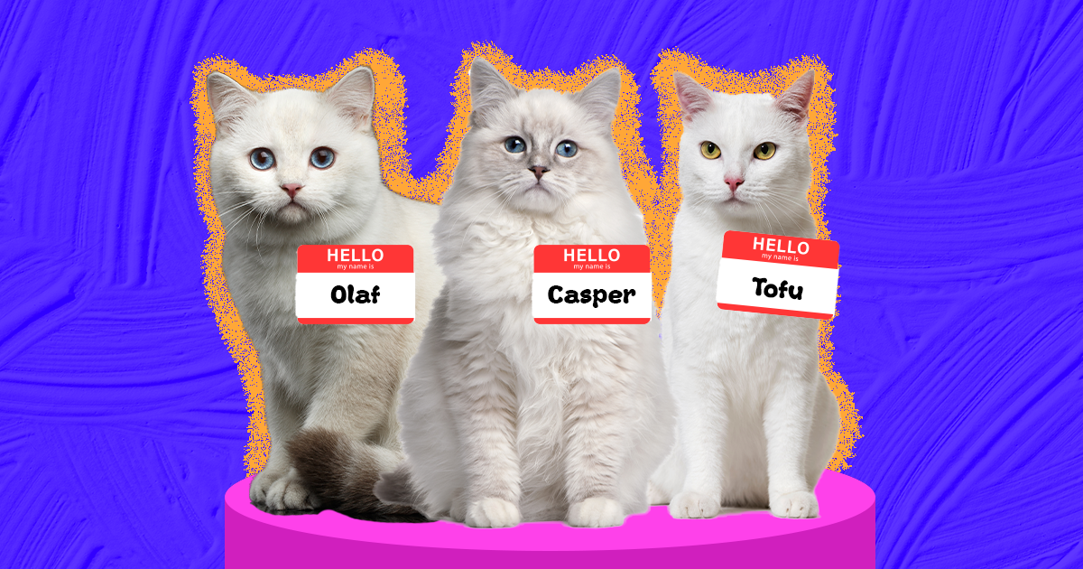 best female cat names ever