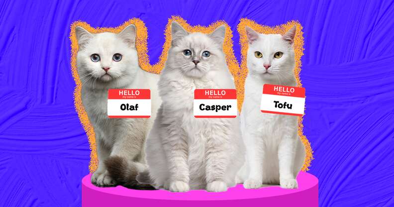 white cat names